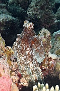 Octopus cyaneus-Maldives Miyaru kandu-3m-20240427-da-DSC_7369_tn